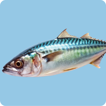 mackerel
