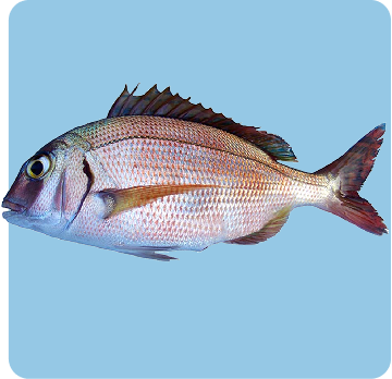 red porgy
